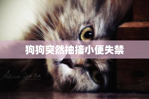 狗狗突然抽搐小便失禁