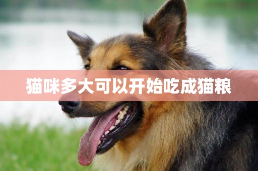 貓咪多大可以開始吃成貓糧