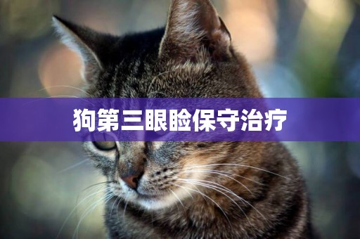 狗第三眼瞼保守治療