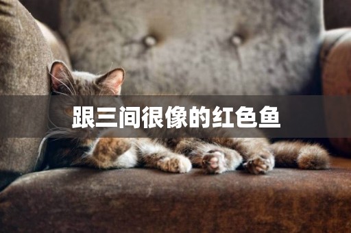 跟三間很像的紅色魚