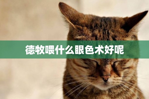 德牧喂什么眼色術好呢
