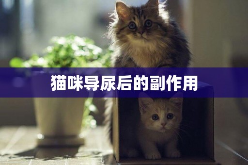 貓咪導尿后的副作用