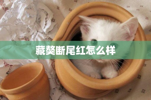 藏獒斷尾紅怎么樣