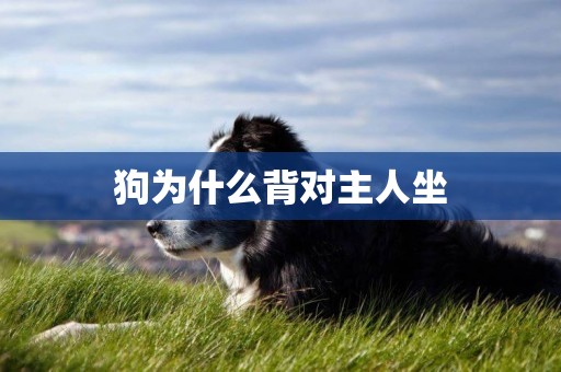 狗為什么背對主人坐