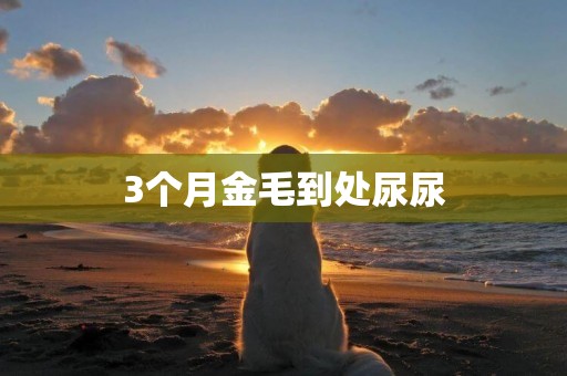 3個月金毛到處尿尿