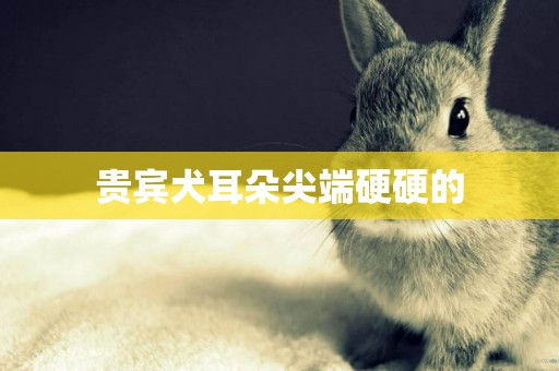 貴賓犬耳朵尖端硬硬的