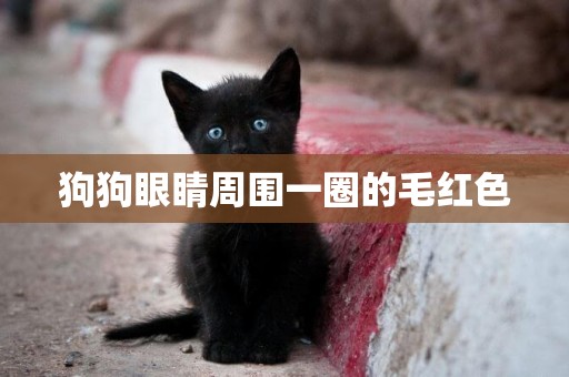狗狗眼睛周圍一圈的毛紅色