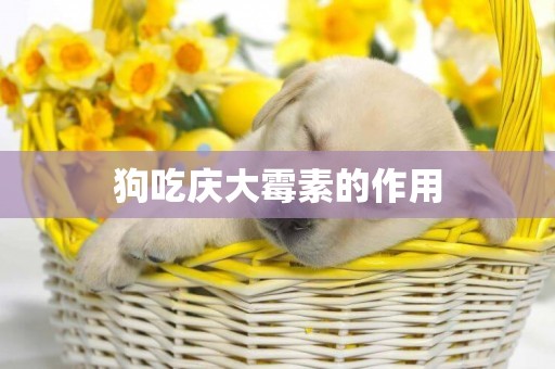 狗吃慶大霉素的作用