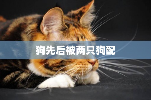狗先后被兩只狗配