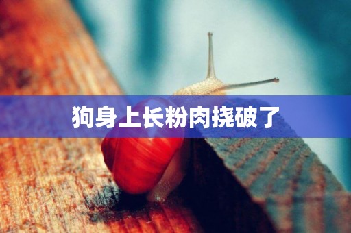 狗身上長粉肉撓破了
