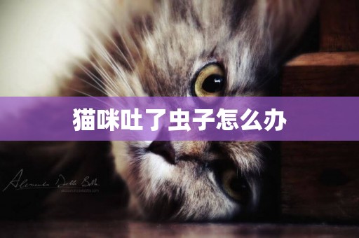 貓咪吐了蟲子怎么辦