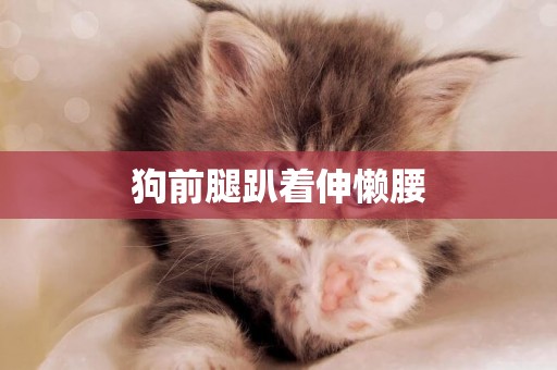 狗前腿趴著伸懶腰