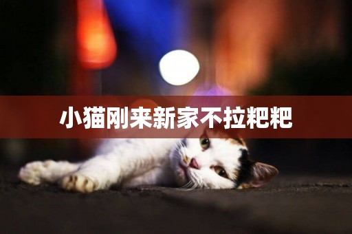 小貓剛來新家不拉粑粑