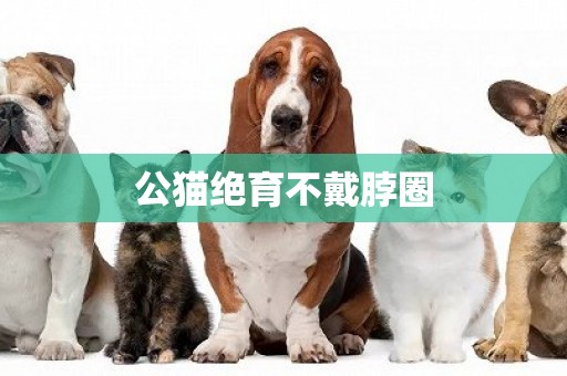 公貓絕育不戴脖圈