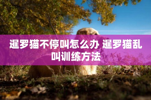 暹羅貓不停叫怎么辦 暹羅貓亂叫訓練方法