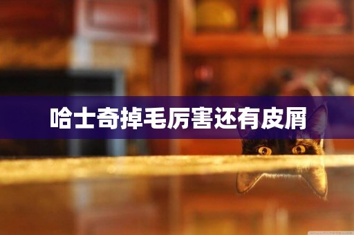 哈士奇掉毛厲害還有皮屑