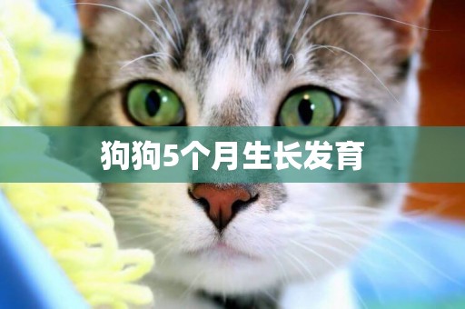 狗狗5個月生長發育