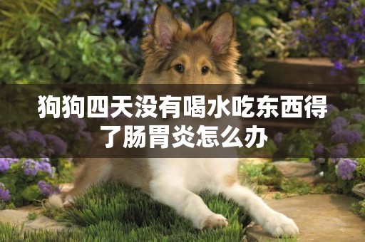狗狗四天沒有喝水吃東西得了腸胃炎怎么辦