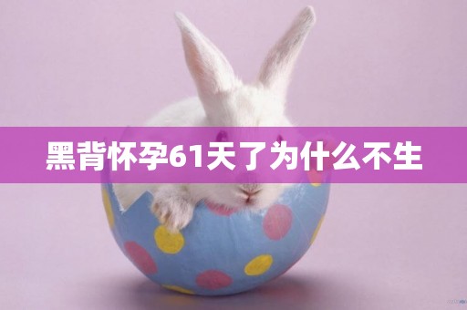 黑背懷孕61天了為什么不生