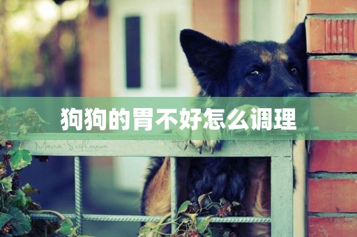 狗狗的胃不好怎么調理