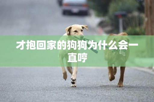 才抱回家的狗狗為什么會一直哼