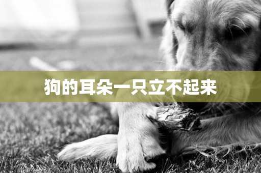 狗的耳朵一只立不起來
