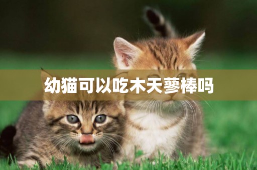 幼貓可以吃木天蓼棒嗎