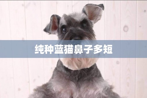 純種藍貓鼻子多短