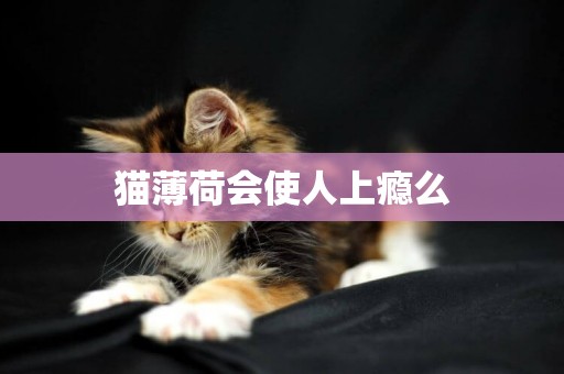 貓薄荷會使人上癮么