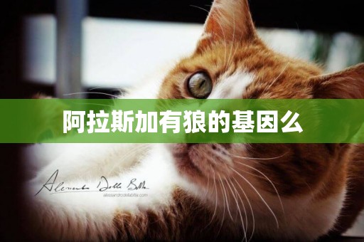 阿拉斯加有狼的基因么
