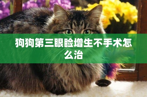 狗狗第三眼瞼增生不手術怎么治
