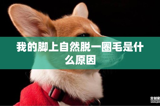 我的腳上自然脫一圈毛是什么原因