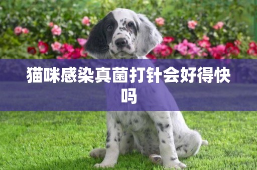 貓咪感染真菌打針會好得快嗎