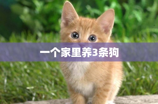 一個家里養3條狗
