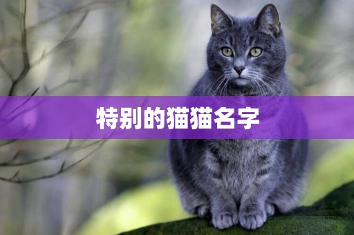 特別的貓貓名字