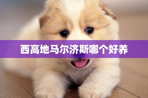 西高地馬爾濟斯哪個好養