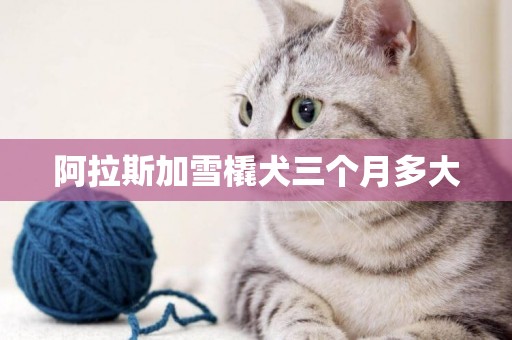 阿拉斯加雪橇犬三個月多大