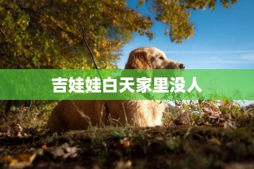 吉娃娃白天家里沒人