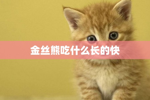 金絲熊吃什么長的快