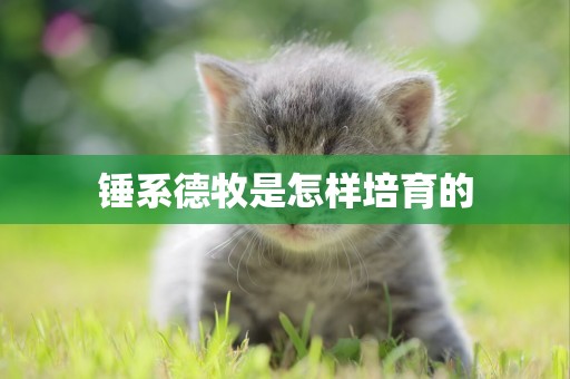 錘系德牧是怎樣培育的
