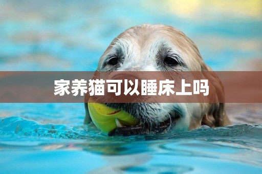 家養貓可以睡床上嗎 家養貓可以睡床上嗎