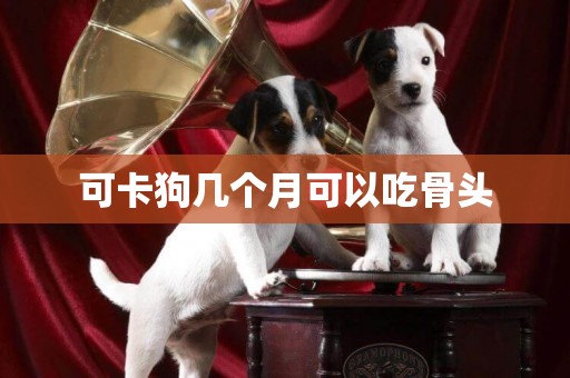 可卡狗幾個月可以吃骨頭