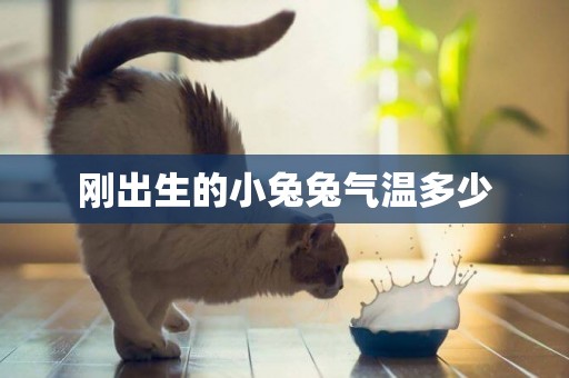 剛出生的小兔兔氣溫多少