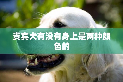 貴賓犬有沒有身上是兩種顏色的