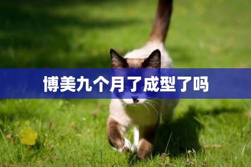 博美九個月了成型了嗎