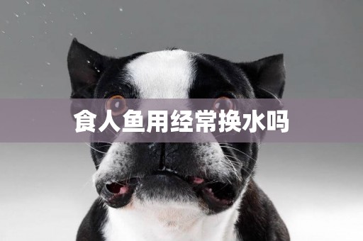 食人魚用經常換水嗎