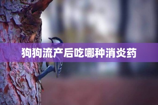 狗狗流產后吃哪種消炎藥
