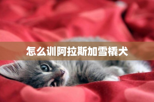 怎么訓阿拉斯加雪橇犬