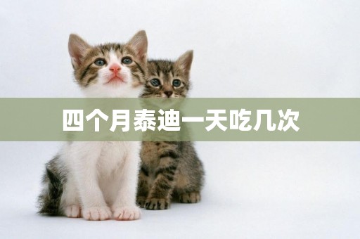四個月泰迪一天吃幾次