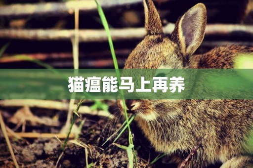 貓瘟能馬上再養